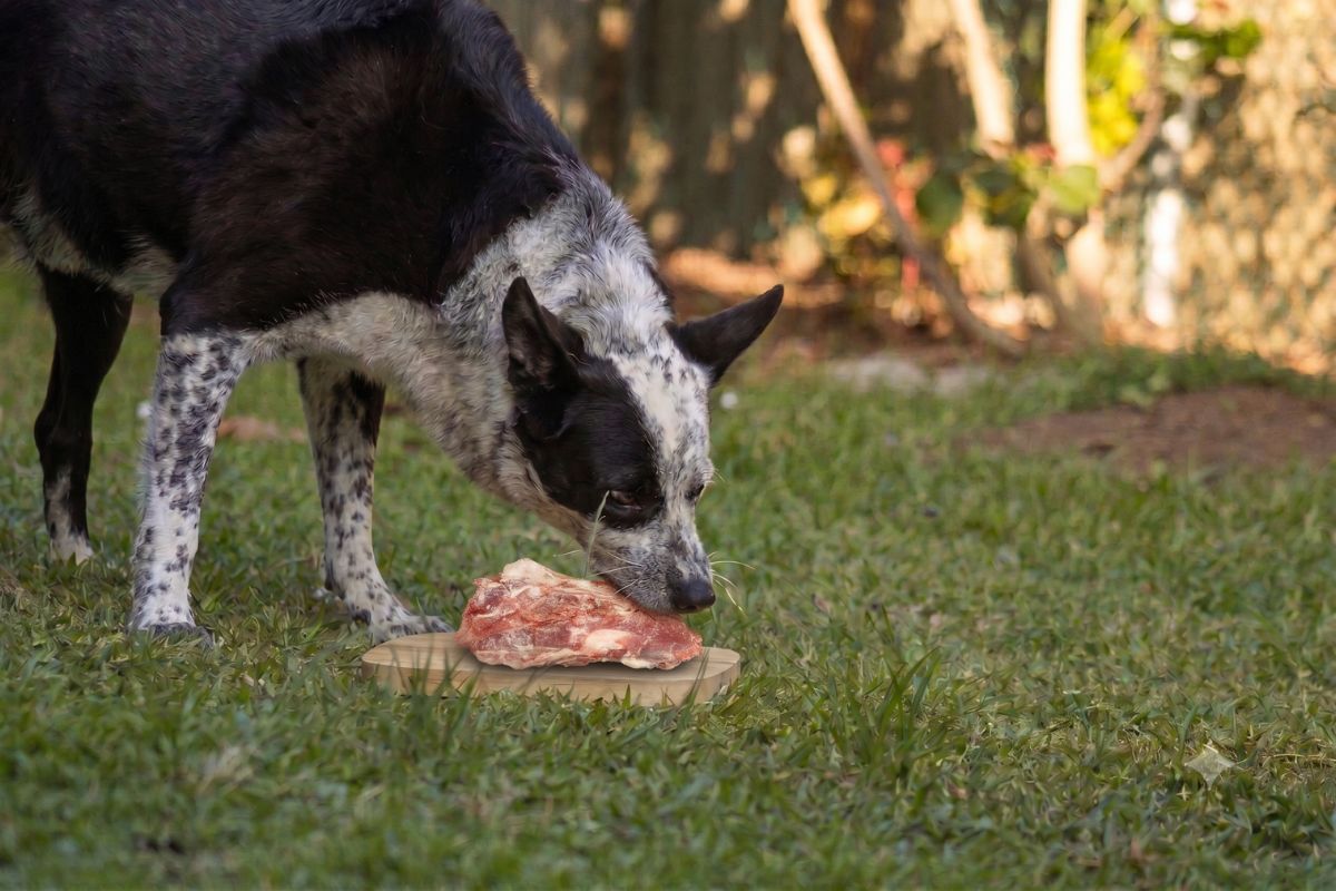 raw-australian-pet-nutrition