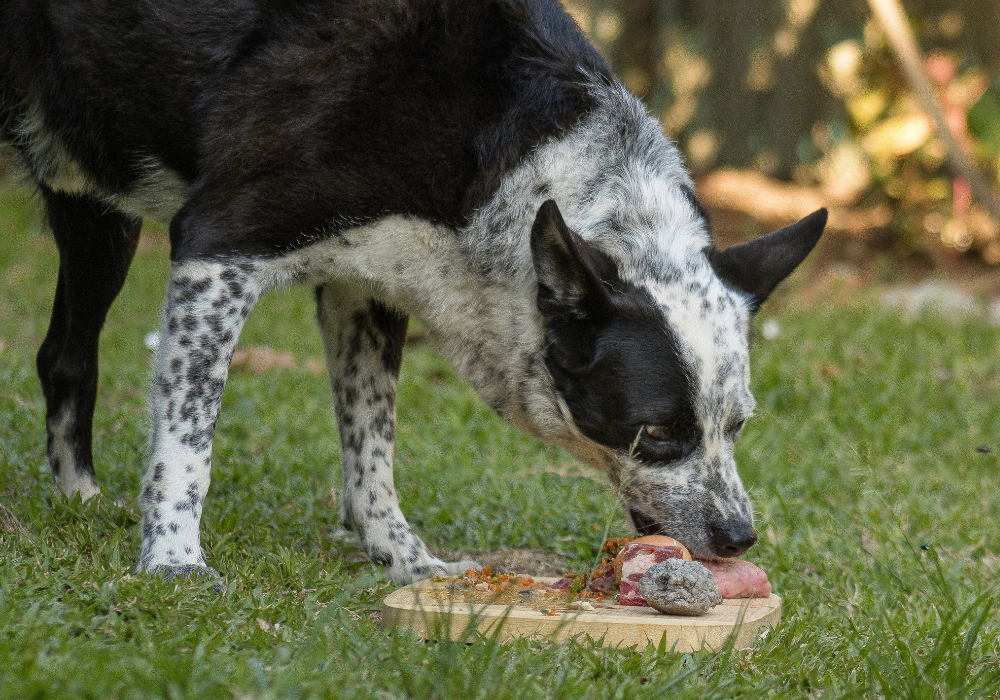 raw-australian-pet-nutrition
