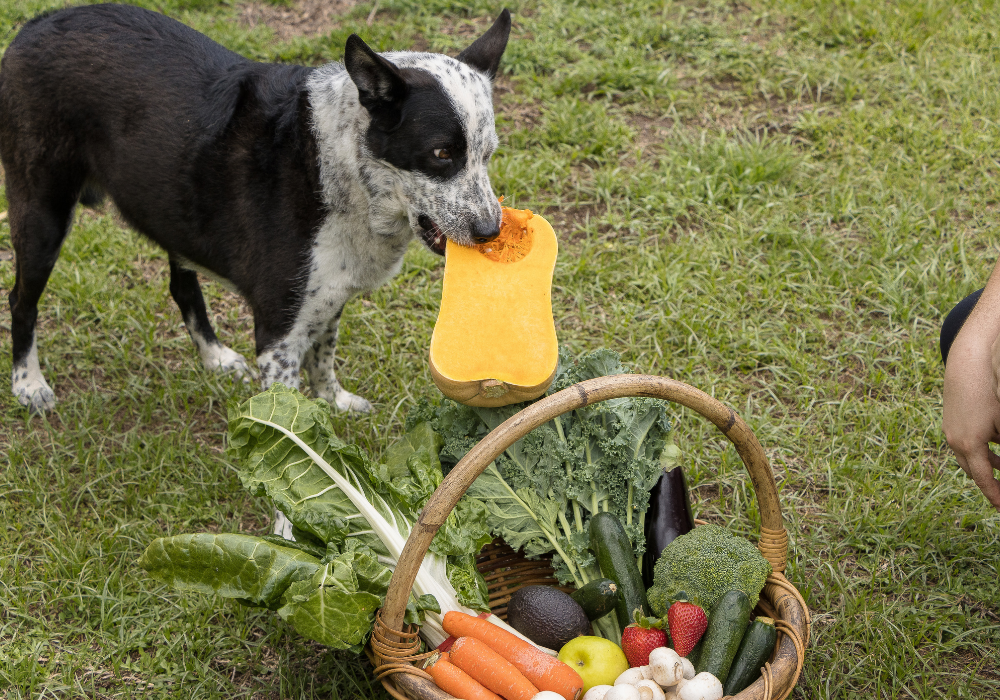 raw-australian-pet-nutrition
