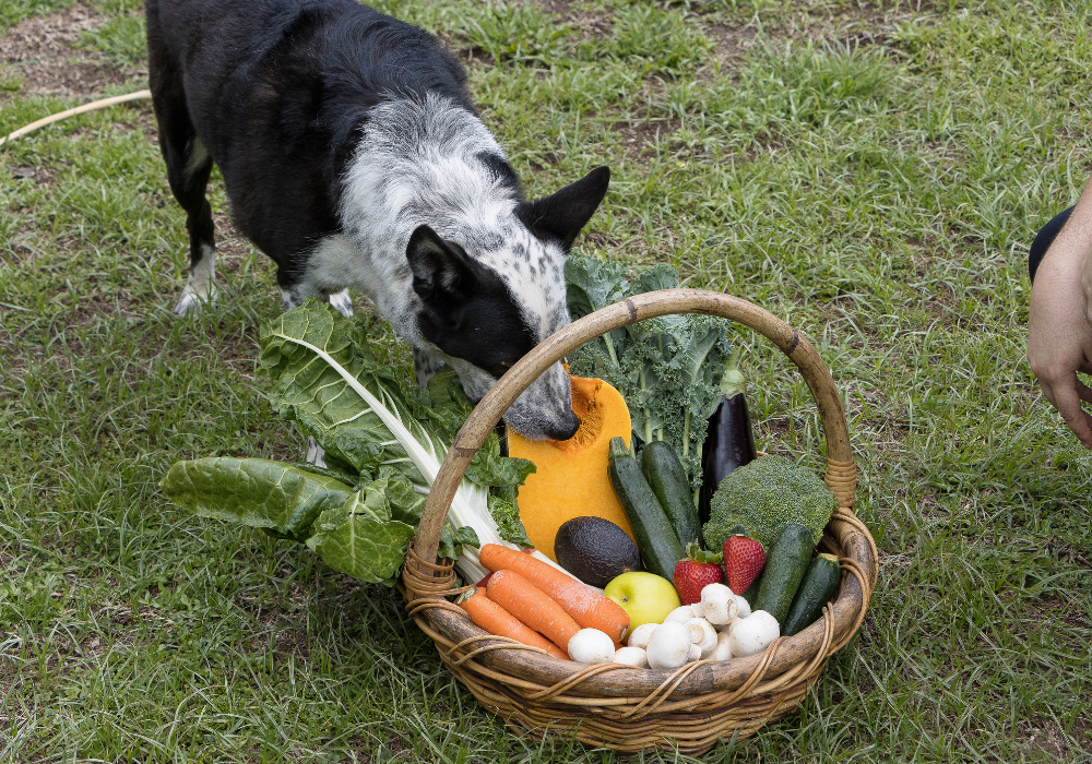 raw-australian-pet-nutrition