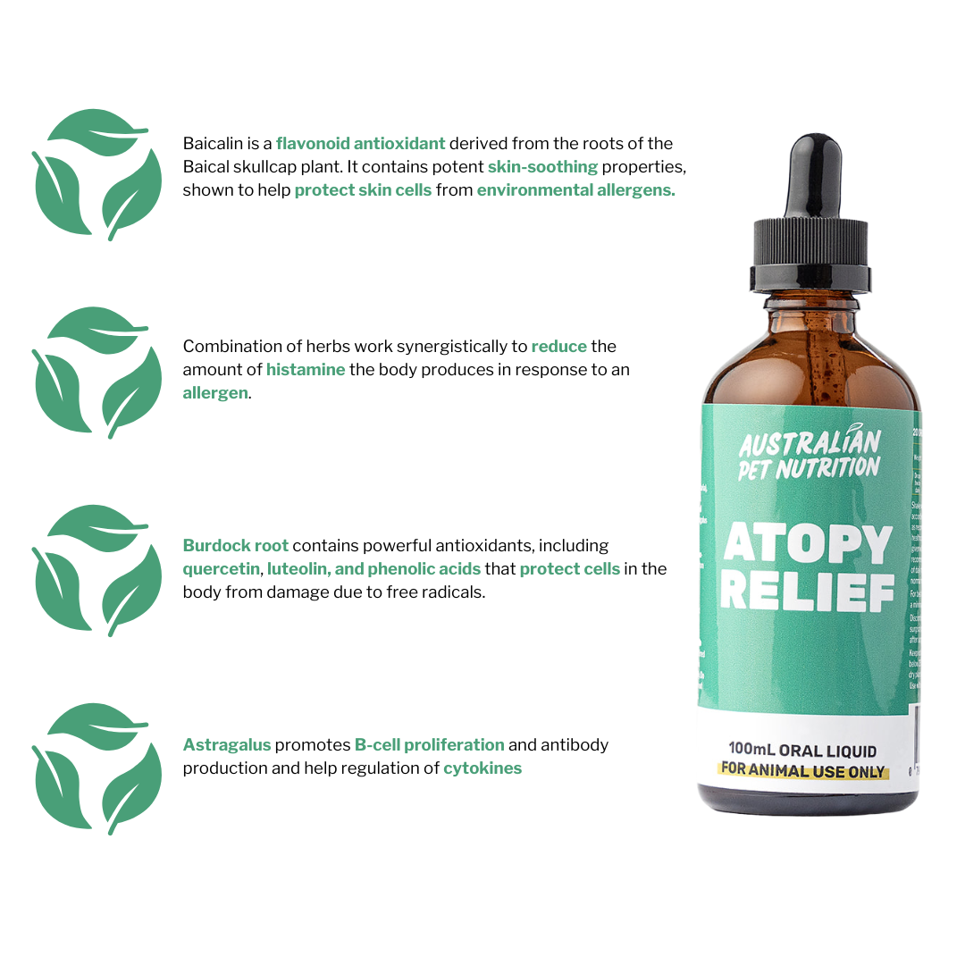 natural dog allergy treatment cytopoint apoquel itchy dog dog allergies soothe dog itching dog allergy relief malaseb