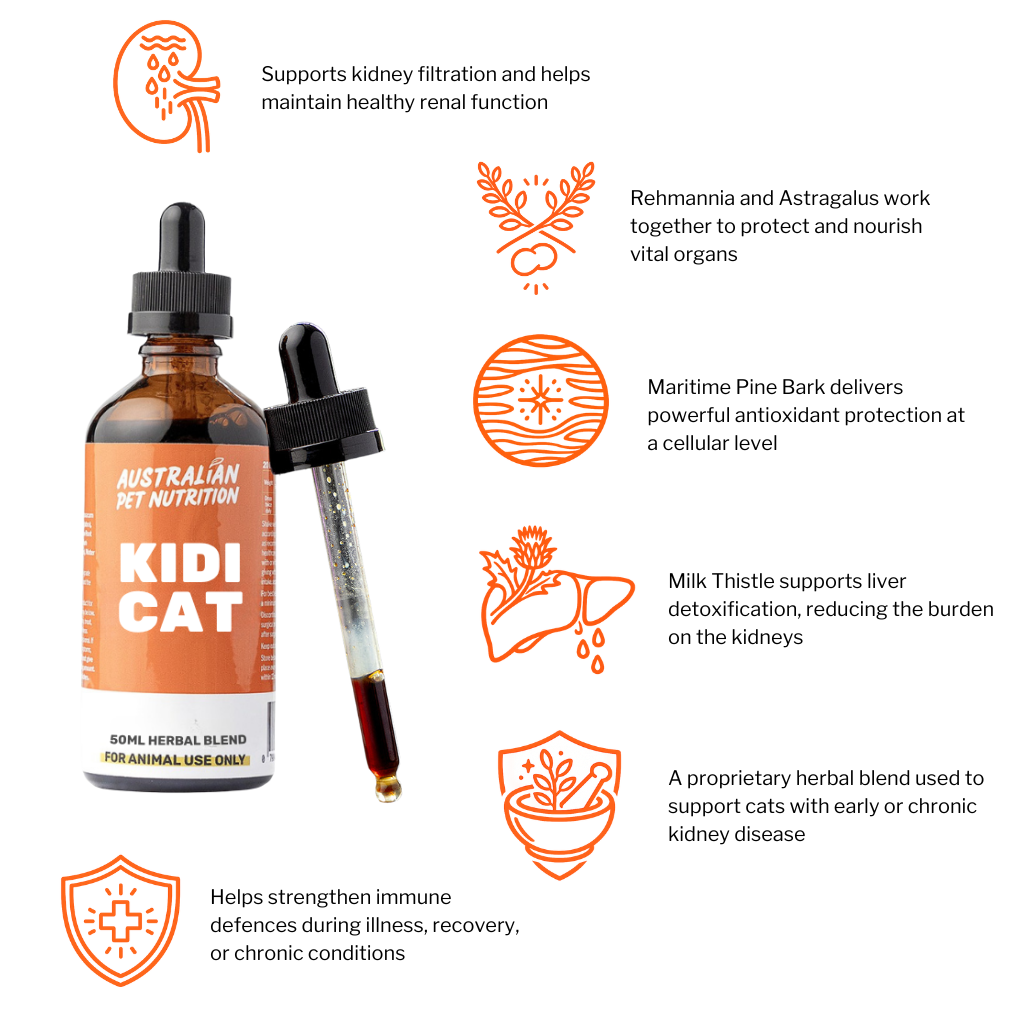 Kidi Cat 50ml