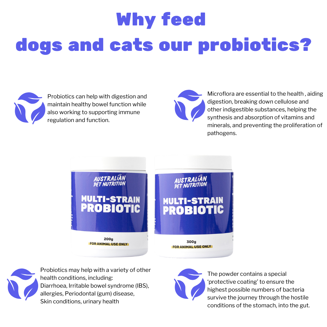 Pet Probiotic Vet-recommended immune support Immune-boosting herbs for catsOrganic immune care for pets 