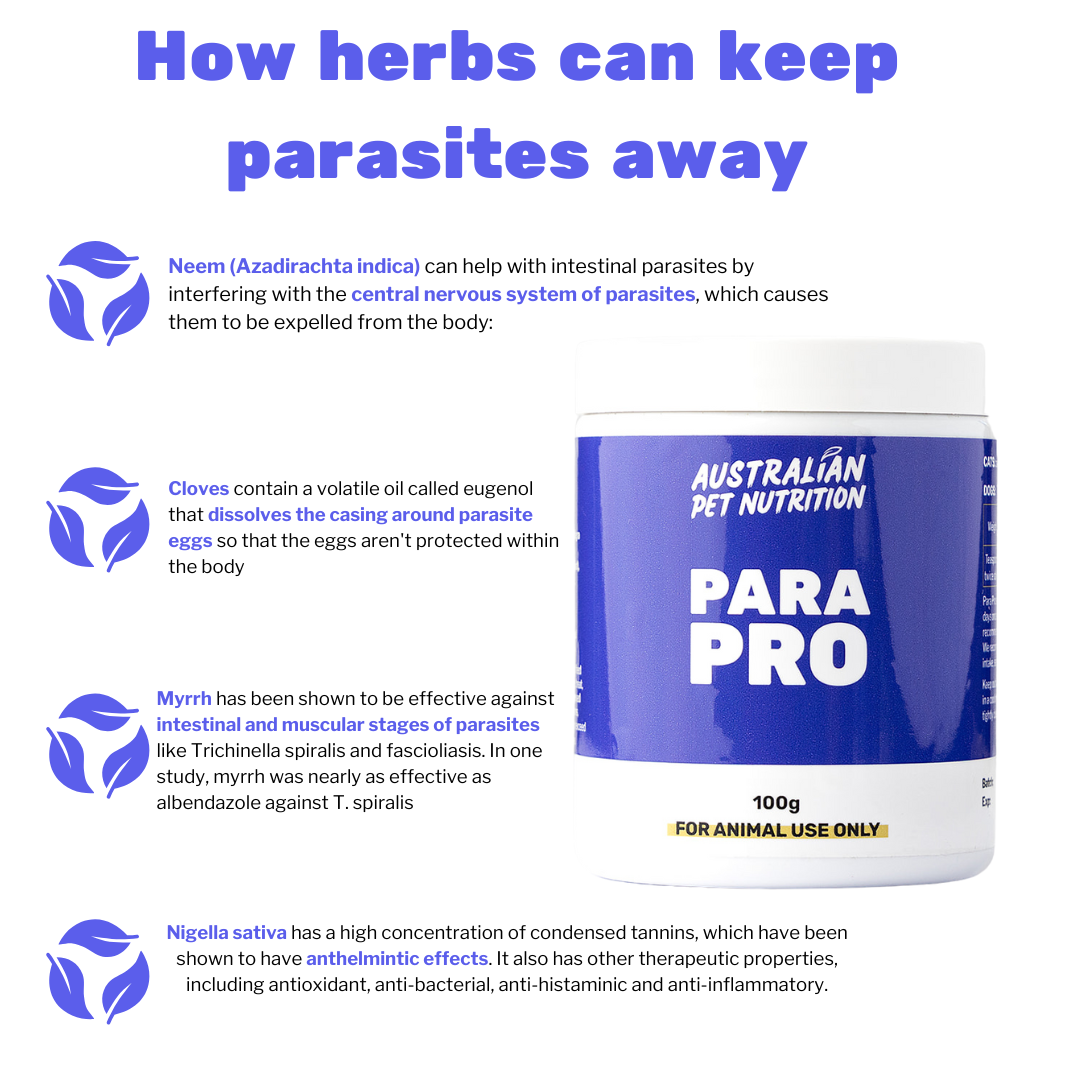 Para pro Vet-approved gut supplementsPrebiotic supplements for pets Natural gut health blend worming pet worming dog wormer dog de-wormer